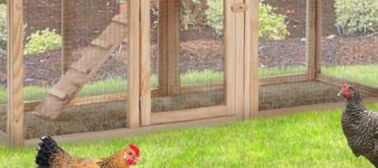 élever des poules