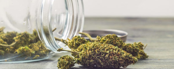 fleurs de CBD