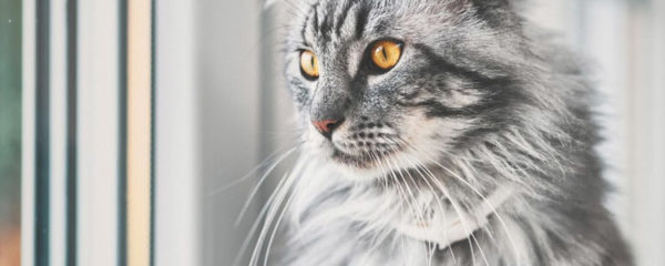 Maine coon