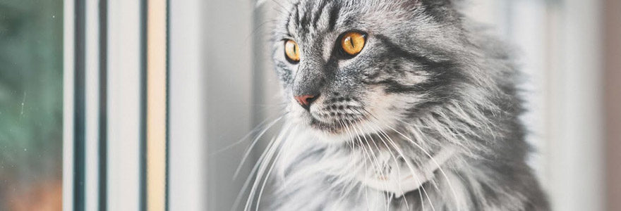 Maine coon