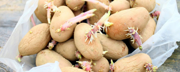 pommes de terre germées